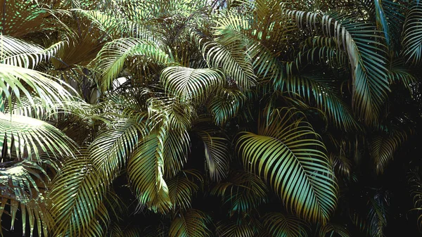 Folhas de palma tropicais, fundo padrão floral, foto real — Fotografia de Stock