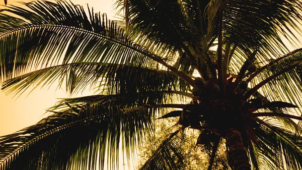 Palmiers sur le fond d'un beau coucher de soleil — Photo