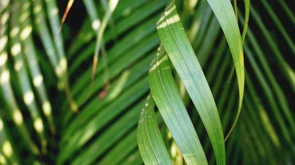 Tropical palm leaves, floral pattern background, real photo — Stock Photo, Image