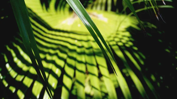 Tropical palm leaves, floral pattern background, real photo — Stock Photo, Image