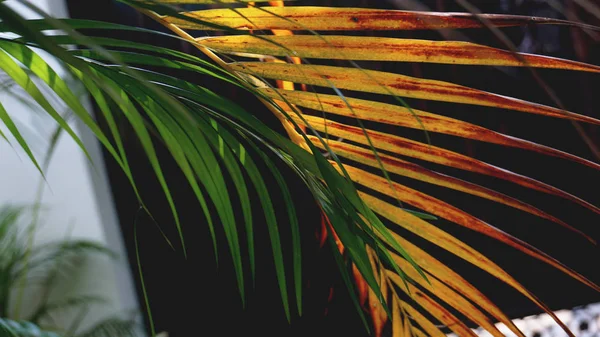 Тропические пальмовые листья, цветочный узор фон, настоящая фотография — стоковое фото