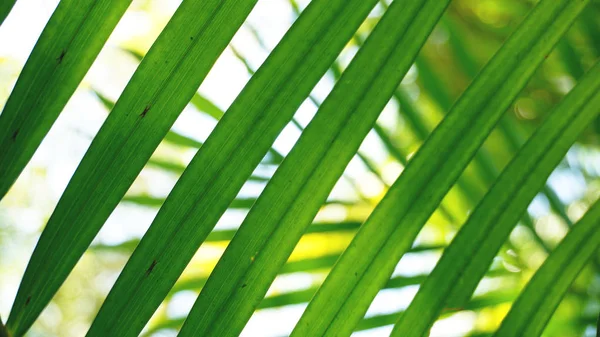 Hojas de palma tropical, fondo de patrón floral, foto real — Foto de Stock