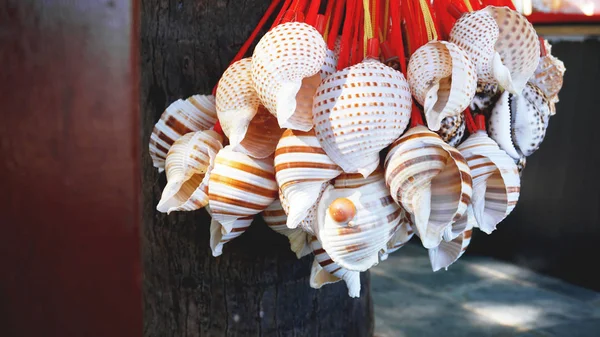 Mixed colorful sea shells as background