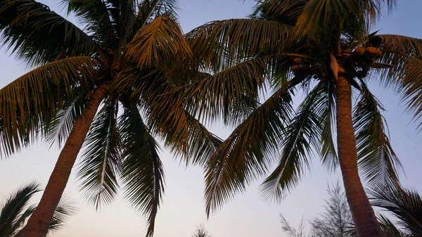 Тропічна пальма з сонячним світлом на заході сонця небо і хмарний абстрактний фон — стокове фото