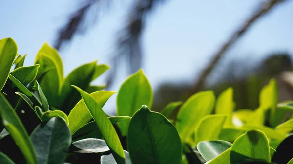 Green leaves pattern background, Natural background and wallpaper — Stock Photo, Image