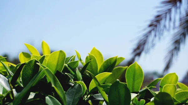 Green leaves pattern background, Natural background and wallpaper — Stock Photo, Image