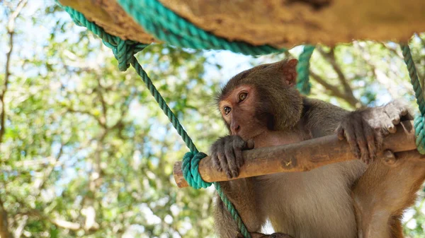 Молодая макаковая обезьяна с разноцветными глазами сидит на ветке дерева — стоковое фото