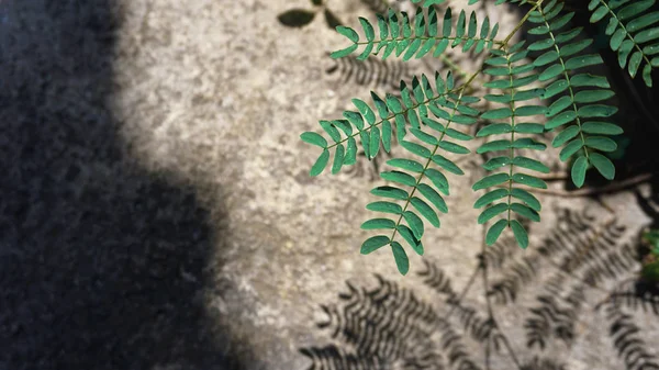 Folha verde natural ou licença perto da grande rocha. Copiar espaço fundo — Fotografia de Stock