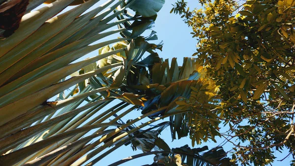 Folhas de palma tropicais, fundo padrão floral, foto real — Fotografia de Stock