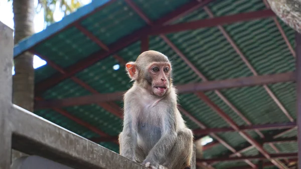 Ένα χαριτωμένο μαϊμού. Κίνα, Hainan — Φωτογραφία Αρχείου