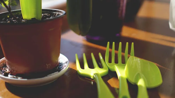 Aanplant bloementuin. De installaties van de pot op de vensterbank — Stockfoto