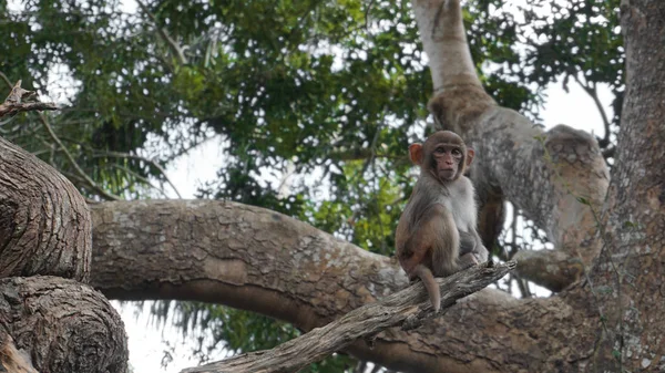 Белка обезьяна в естественной среде обитания, тропический лес и джунгли, играя — стоковое фото