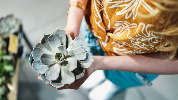 Perto de mãos de mulheres que mantêm a flor no pote — Fotografia de Stock