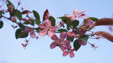 Mavi gökyüzü arka plan üzerinde güzel pembe şeftali çiçeği