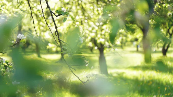 สวนสาธารณะฤดูใบไม้ผลิที่สวยงาม สีเขียวสดใส — ภาพถ่ายสต็อก