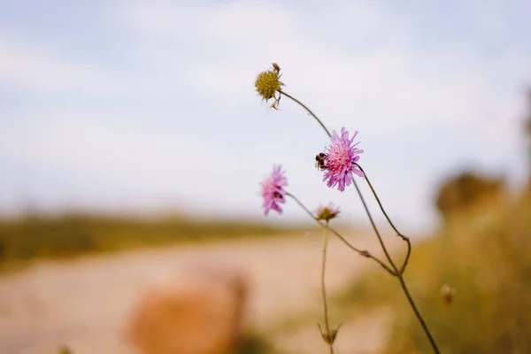 ใกล้เคียงกับผึ้งบนดอกไม้ — ภาพถ่ายสต็อก