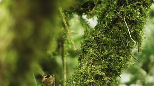老生长温带雨林，格鲁吉亚丛林 — 图库照片