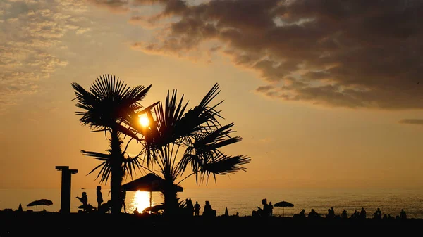 Sunset landscape. beach sunset. palm trees silhouette on sunset tropical beach