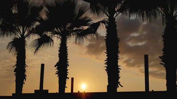 Zonsondergang landschap. Strand zonsondergang. palmbomen silhouet op zonsondergang tropisch strand — Stockfoto