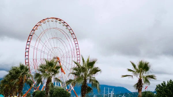 Green tropical palm tree with big ferris wheel and sky — Stock Photo, Image