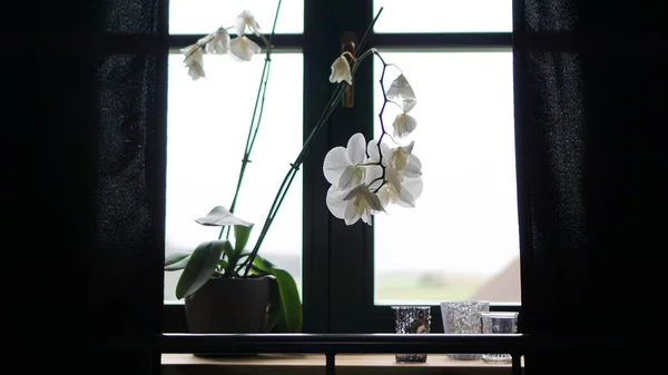 Flower pot near a big window. White orchid on the windowsill — Stock Photo, Image