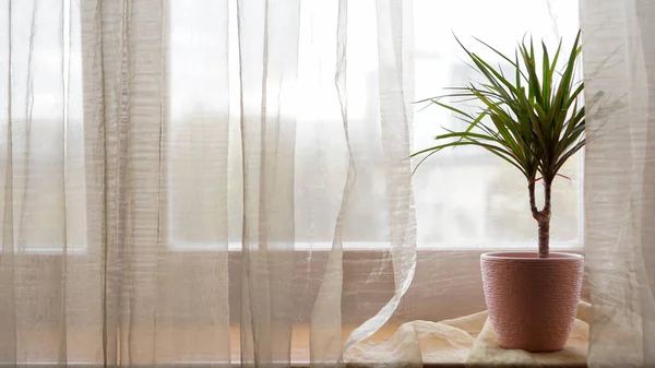 Palmeira em vaso de flores no peitoril da janela em casa — Fotografia de Stock