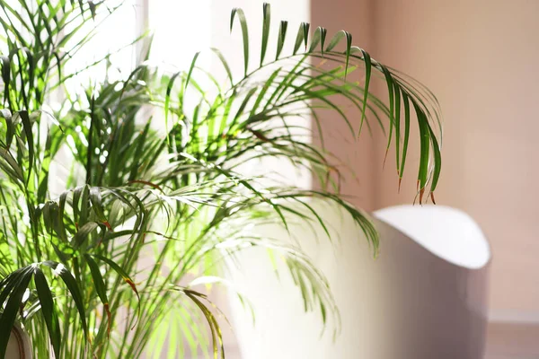 Modernes Badezimmer. Weißes Bad mit grünen Palmenzweigen — Stockfoto