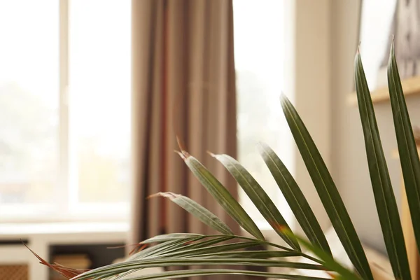 Wohnfläche oder Hotelzimmer im skandinavischen Stil. Grüne Pflanze — Stockfoto