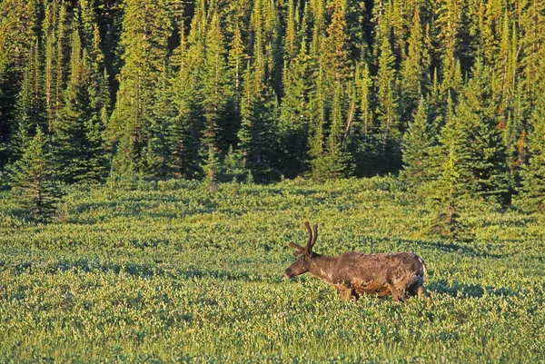 Mountain Caribou Bull Grazing Tonquin Valley Jasper National Park Alberta — Stock Photo, Image
