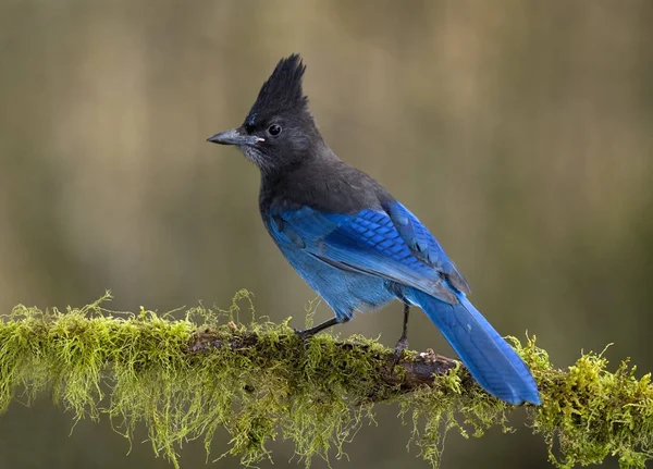 Gros Plan Oiseau Geai Steller Bleu Perché Sur Une Branche — Photo