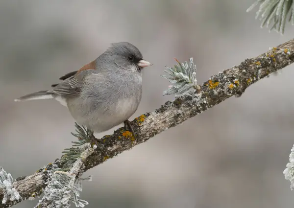 Pássaro Junco Olhos Escuros Empoleirado Ramo Coníferas Nevadas — Fotografia de Stock