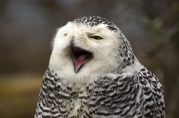 Portrait Yawning Mottled Snowy Owl — Stock Photo, Image