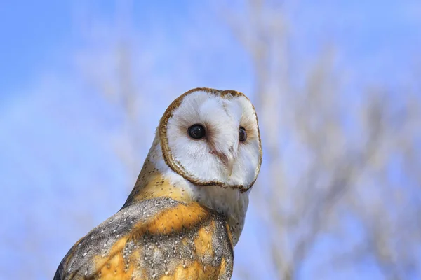Portrait Barn Owl Blue Sky Tree Branches — Stock Photo, Image