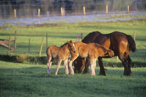 Mare Colts Pasture Duncan Area Vancouver Island British Columbia Canada — Stock Photo, Image