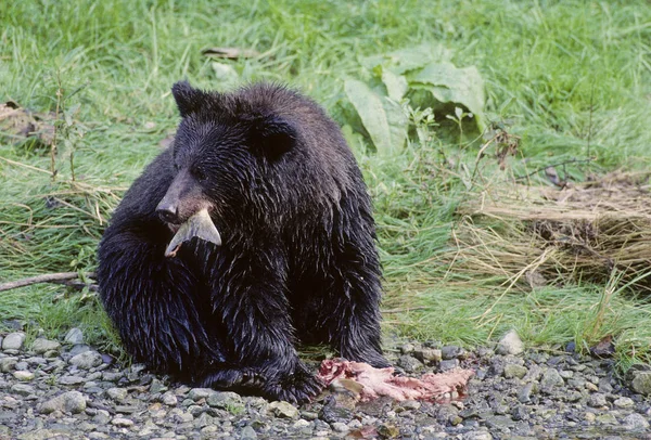 Grizzly Bear Eating Salmon Meadow Alaska États Unis Amérique — Photo
