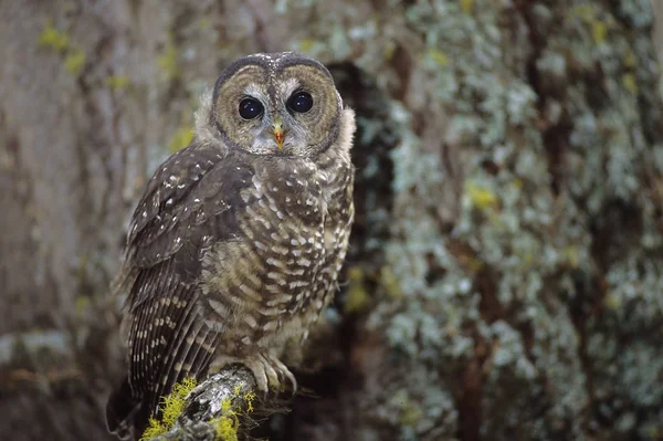 Northern Spotted Owl Sitting Mossy Tree Branch Outdoors — Stock Photo, Image