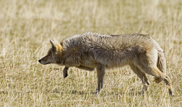 Coyote Hunting Meadow Waterton Lakes National Park Southwest Alberta Canada — Stock Photo, Image