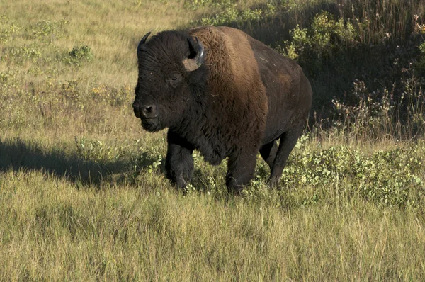 American Bison Bull Walking Tall Grass Custer State Park Dakota — Fotografia de Stock