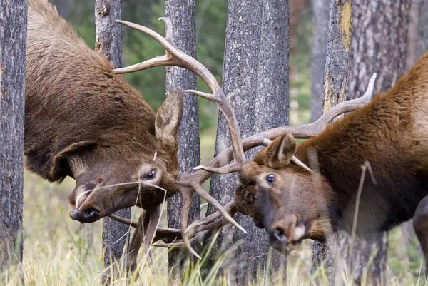 Bull Elks Vechten Voor Dominantie Tijdens Paartijd Bos Van Alberta — Stockfoto