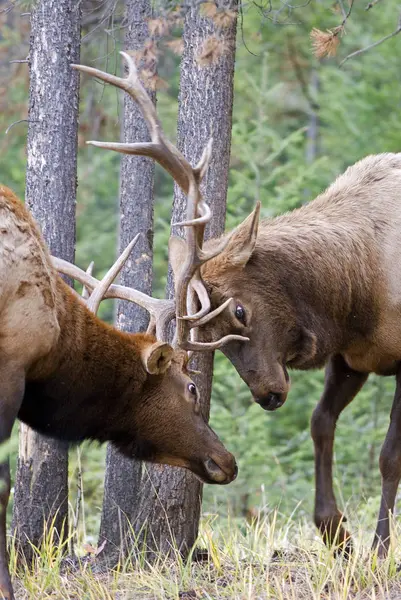 Alces Touro Lutando Por Dominância Durante Época Acasalamento Floresta Alberta — Fotografia de Stock