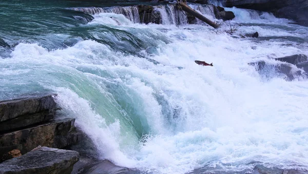 Lax Hoppa Upp Falls Fraser River British Columbia Kanada — Stockfoto