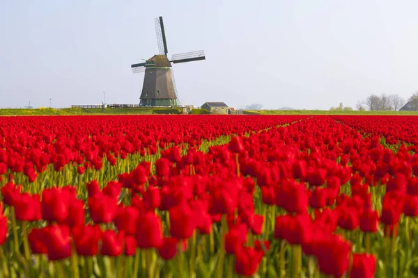 Wiatrak Czerwone Pola Tulipanów Pobliżu Obdam Holandia Północna Holandia — Zdjęcie stockowe