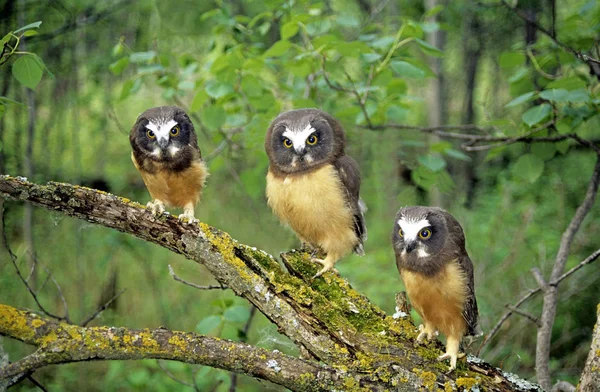 Coruja Serra Whet Norte Fledglings Sentado Galho Árvore Madeiras — Fotografia de Stock