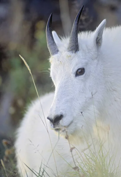 Mountain Goat Eating Grass Mountain Meadow Close — Stock Photo, Image