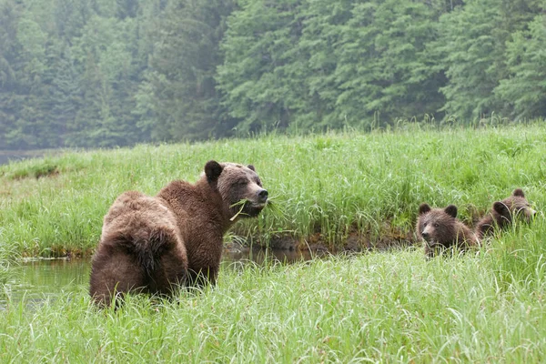 Grizzli Avec Des Oursons Appréciant Herbe Verte Sur Prairie — Photo