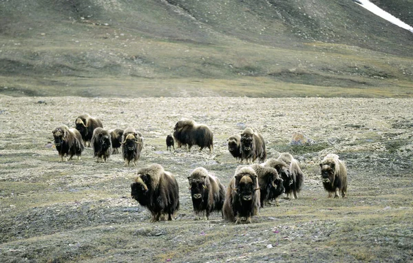 Κοπάδι Των Muskoxen Κινείται Στο Λιβάδι Στο Νήσος Βικτώρια Nunavut — Φωτογραφία Αρχείου