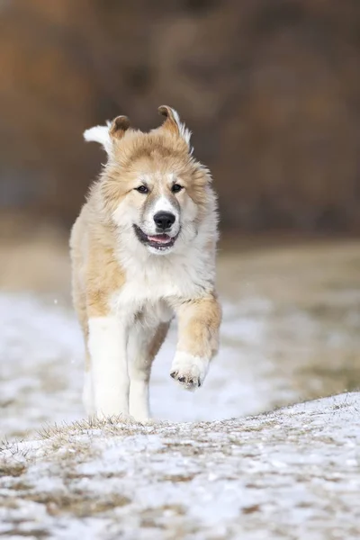 公園で雪の上を実行している大きいピレネー山脈子犬 — ストック写真