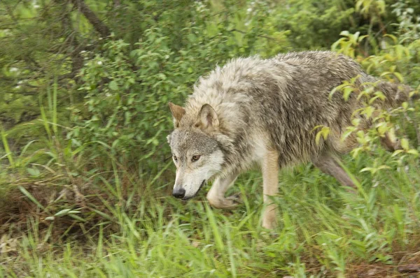 Loup Gris Courant Dans Herbe Verte Des Bois — Photo