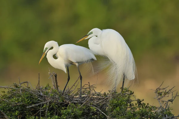 Dua Egrets Putih Besar Berdiri Sarang — Stok Foto