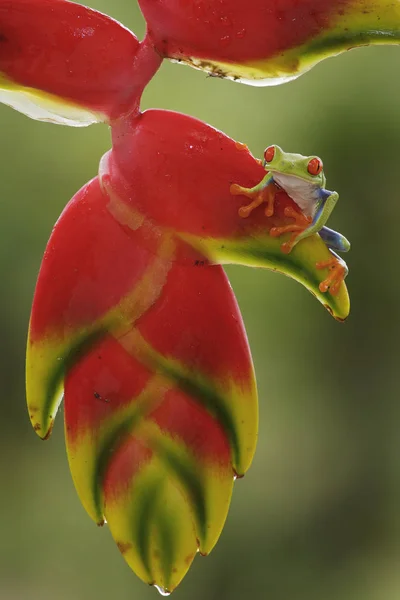 Kosta Rika Egzotik Bitki Kırmızı Ağaç Kurbağası Tünemiş — Stok fotoğraf